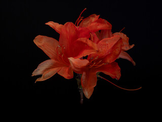 Rhododendron orange with black background