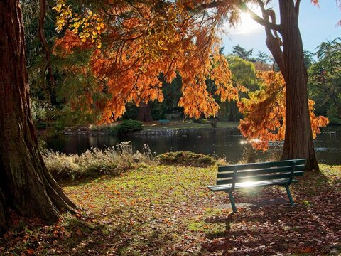 Autumn foliage and comfortable benches in the Beacon Hill Park, Victoria BC