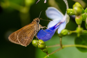 3 spotter skipper on a flower