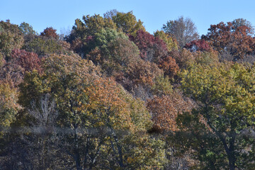 Multi Colored Trees in Autumn