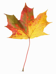 Autumn season. One maple leaf isolated on white