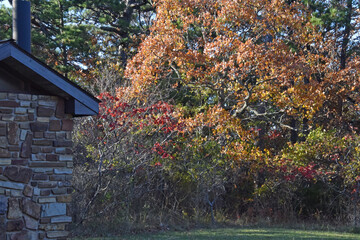 Red, Yellow and Green Trees