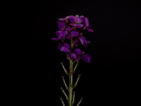 Purple Erysimum scoparium with black background