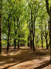 Vertical shot of tall green trees with sunlight