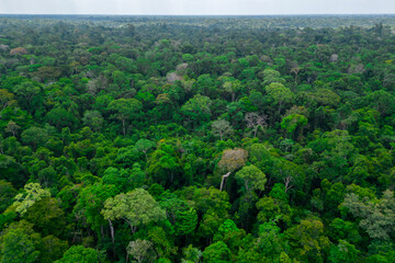 Fototapeta na wymiar Aerial view of an area of untouched brazilian Amazon rainforest captured by drone