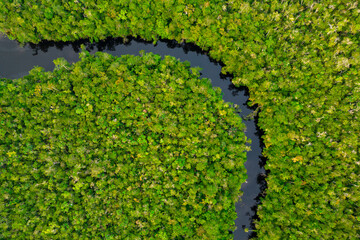 Perpendicular aerial view of a serene amazonian river cutting through untouched rainforest canopy