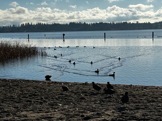 Morning Swim at Lake Stevens  