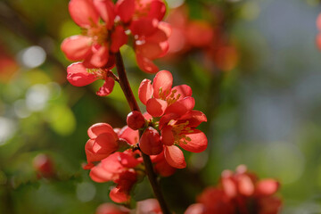 Close-up of blossom of japanese quince or chaenomeles japonica tree in springtime.