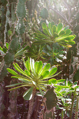 Aeonium arboreum succulent plant closeup in Gran Canaria, Canary Islands, Spain.