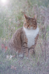 Naklejka na ściany i meble Striped green-eyed cat sits on the green grass.