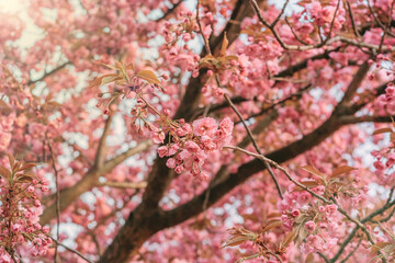 Pink flowers of blooming sakura closeup, can be used as natural spring background.