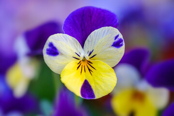 Heartsease or viola tricolor in garden in Bad Pyrmont, Germany, closeup.