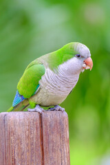 Green budgerigar in Morro Jable, Fuerteventura - Canary Islands, Spain.