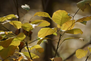 yellow leaves