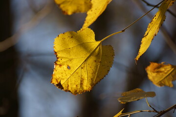yellow leaves