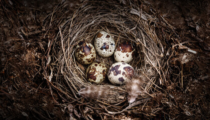 nest with quail eggs
