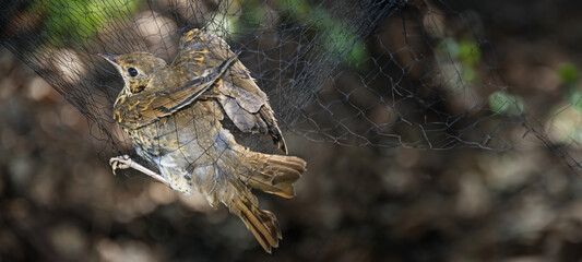song thrush (Turdus philomelos) caught in the catch net before being ringed