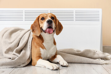 Cute Beagle dog with plaid and radiator lying near beige wall