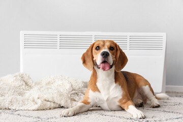 Cute Beagle dog with radiator near light wall