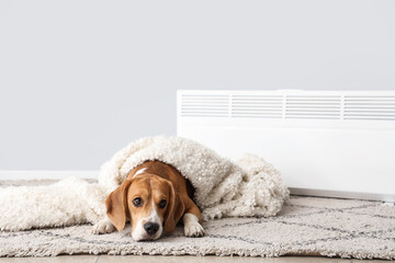 Cute Beagle dog with plaid and radiator near light wall