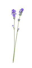 Naklejka premium Beautiful blooming lavender flowers isolated on white