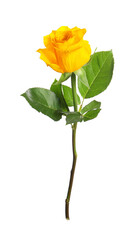 Obraz premium One beautiful yellow rose isolated on white