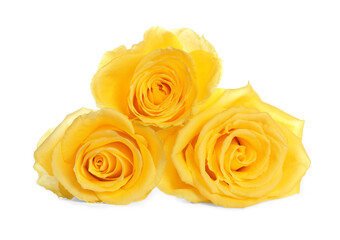 Beautiful fresh yellow roses isolated on white