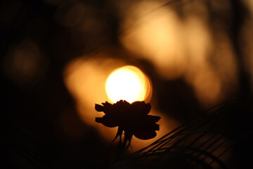 Red Rose in the dark