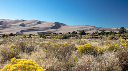 Great Sand Dunes National Park with sage and wildflowers near Alamosa Colorado United States