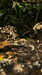 Waipio Valley mushrooms
