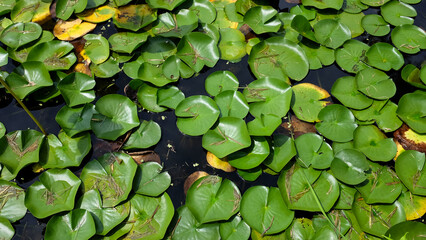 Pond lily pads in South Korea