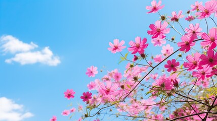 Spring flower ,blooming flowers bright sky background,