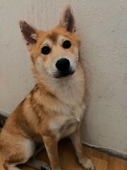 Un Perro Akita inu