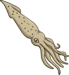 handdrawn of squid on white 