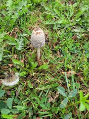 mushrooms in the woods
