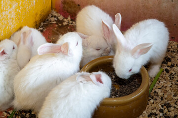 Cute rabbits in barn on a farm © tang90246