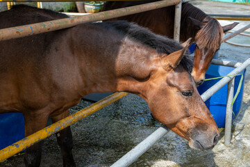 Horse in a paddock at horse farm