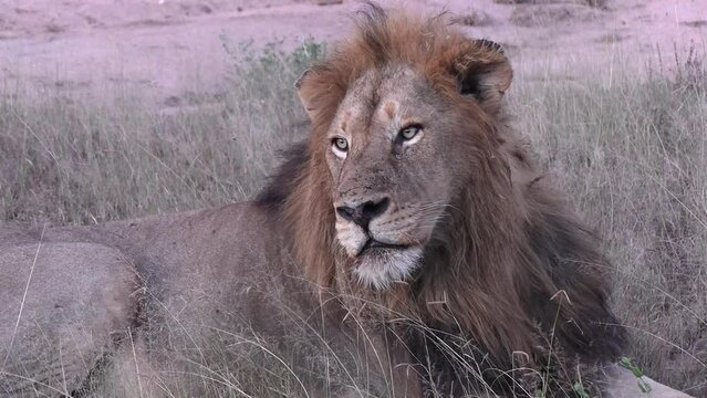 Male lion lies still, staring at the horizon behind the camera
