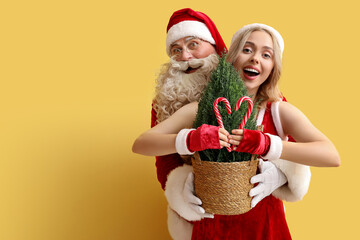 Happy people dressed as Santa Claus with Cypress tree and candy canes on yellow background