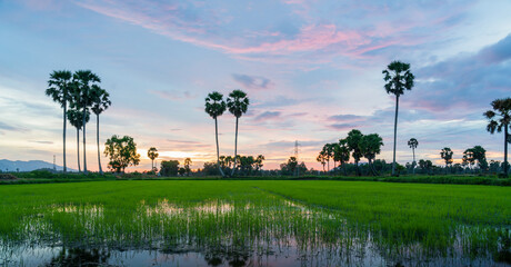 Rice fields in An Giang in southern Vietnam - obrazy, fototapety, plakaty