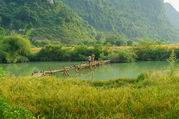River scene with rice field during harvesting season in Trung Khanh, Cao Bang province, Vietnam