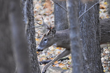 Whitetail Buck in Woods