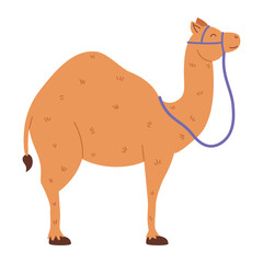 camel animal design