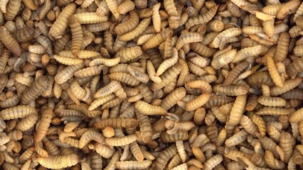 Black soldier fly larvae are used as animal feed. Maggot being harvested at one of the insect farms for fish and poultry feed - obrazy, fototapety, plakaty