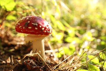 Fresh wild mushroom growing in forest, closeup. Space for text