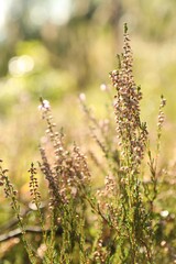 Beautiful meadow plants on sunny day, closeup