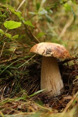 Fresh wild mushroom growing in forest, closeup