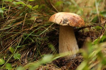 Fototapeta premium Fresh wild mushroom growing in forest, closeup. Space for text
