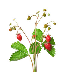 Stems of wild strawberry with berries and green leaves isolated on white