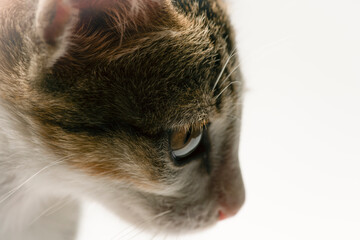 Loveable little domestic cat with giant ears